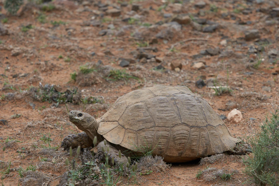 Tortoise crossing open sandy scrub ground